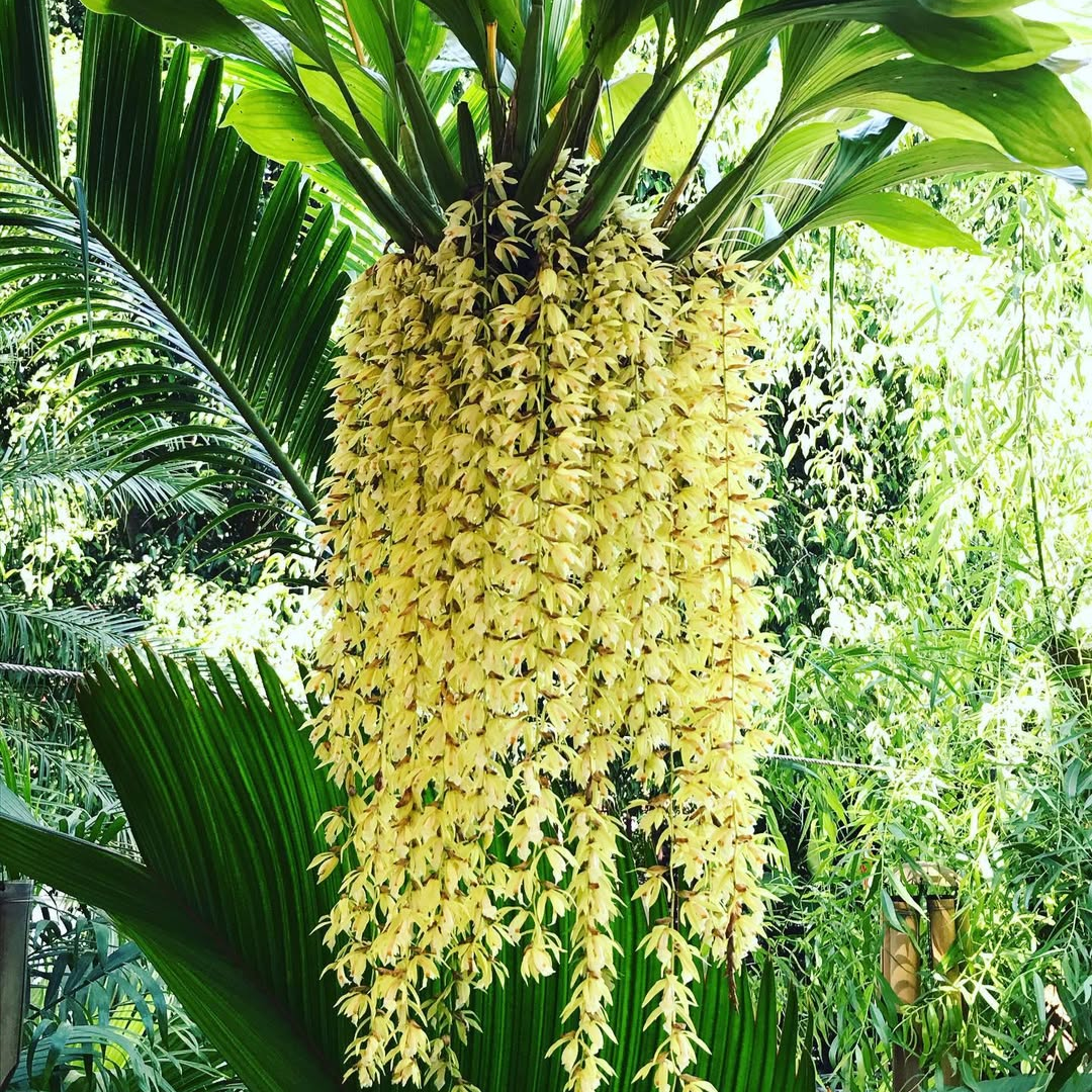 Coelogyne Rochussenii - Mature Plant - Orchid - Soiled