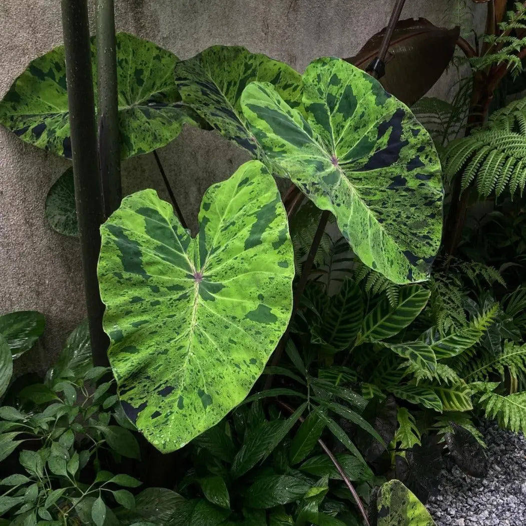 elephant ear plant mojito Colocasia Mojito