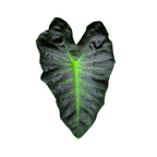 Colocasia Aloha - Colocasia | Soiled