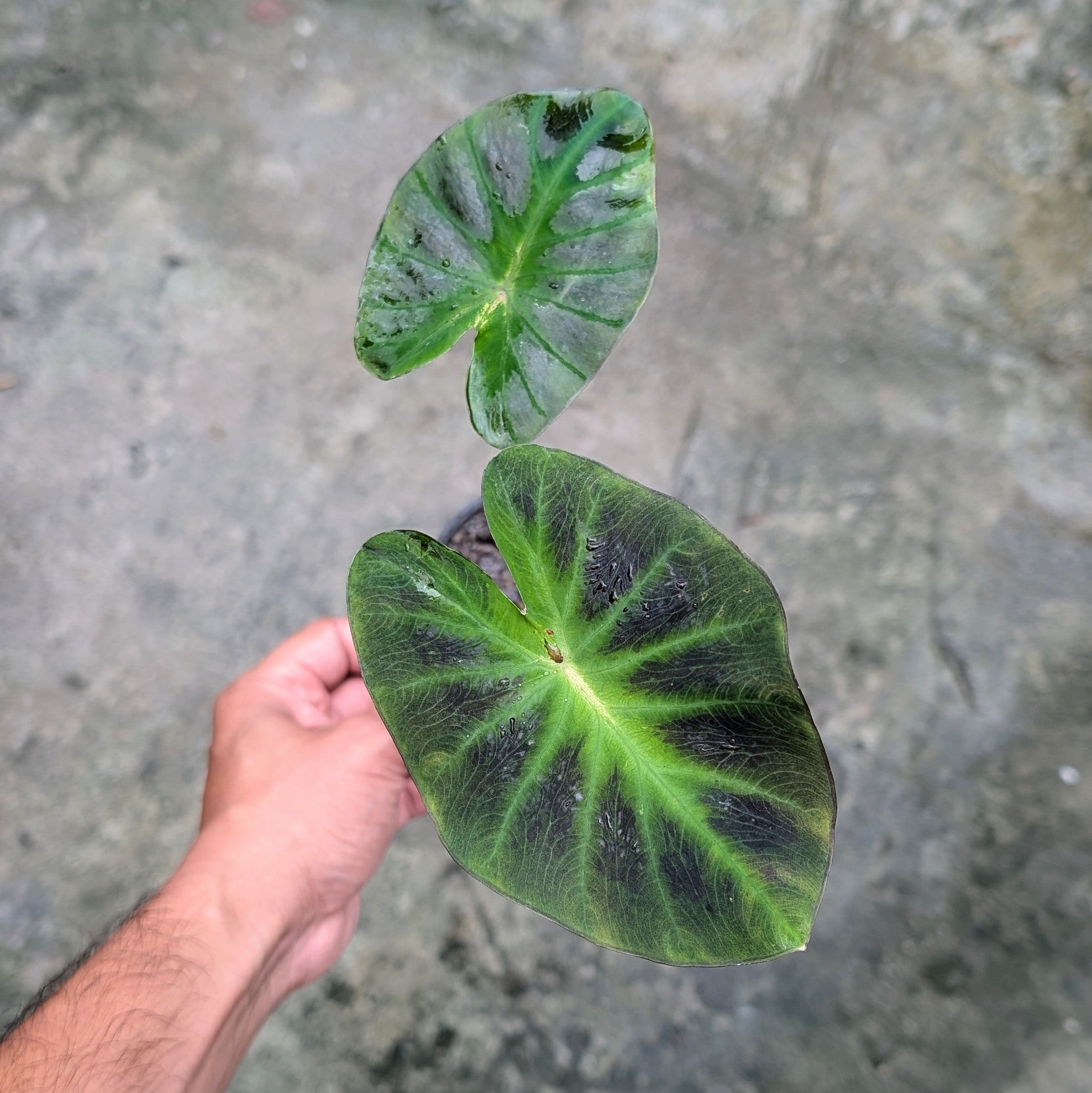 Colocasia Aloha - Colocasia | Soiled