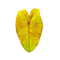 Colocasia 'Canary'