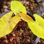 Colocasia 'Canary'