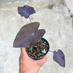 Colocasia 'Electric Blue Gecko'