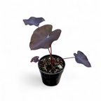 Potted plant with purple leaves on a white background