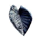 Large dark blue leaf on a white background