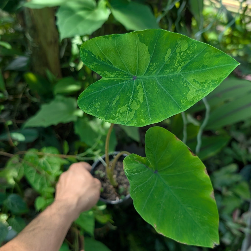 Colocasia 'First Pink'