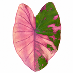 Colocasia 'First Pink'