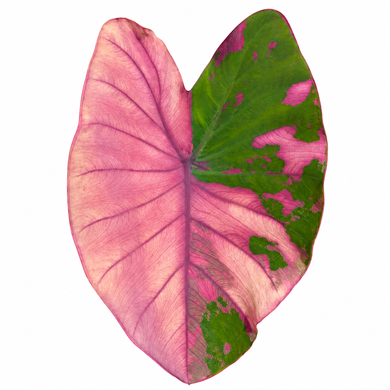 Colocasia 'First Pink'