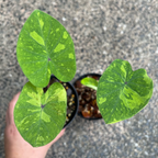 Colocasia 'Lemon Lime Gecko'
