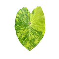 Colocasia 'Lemon Lime Gecko'