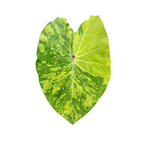 Colocasia 'Lemon Lime Gecko'
