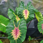 Colocasia Light Pillar - Colocasia - Soiled