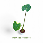 Colocasia Light Pillar - Colocasia - Soiled