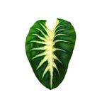 Colocasia Maui Sunrise - Colocasia | Soiled