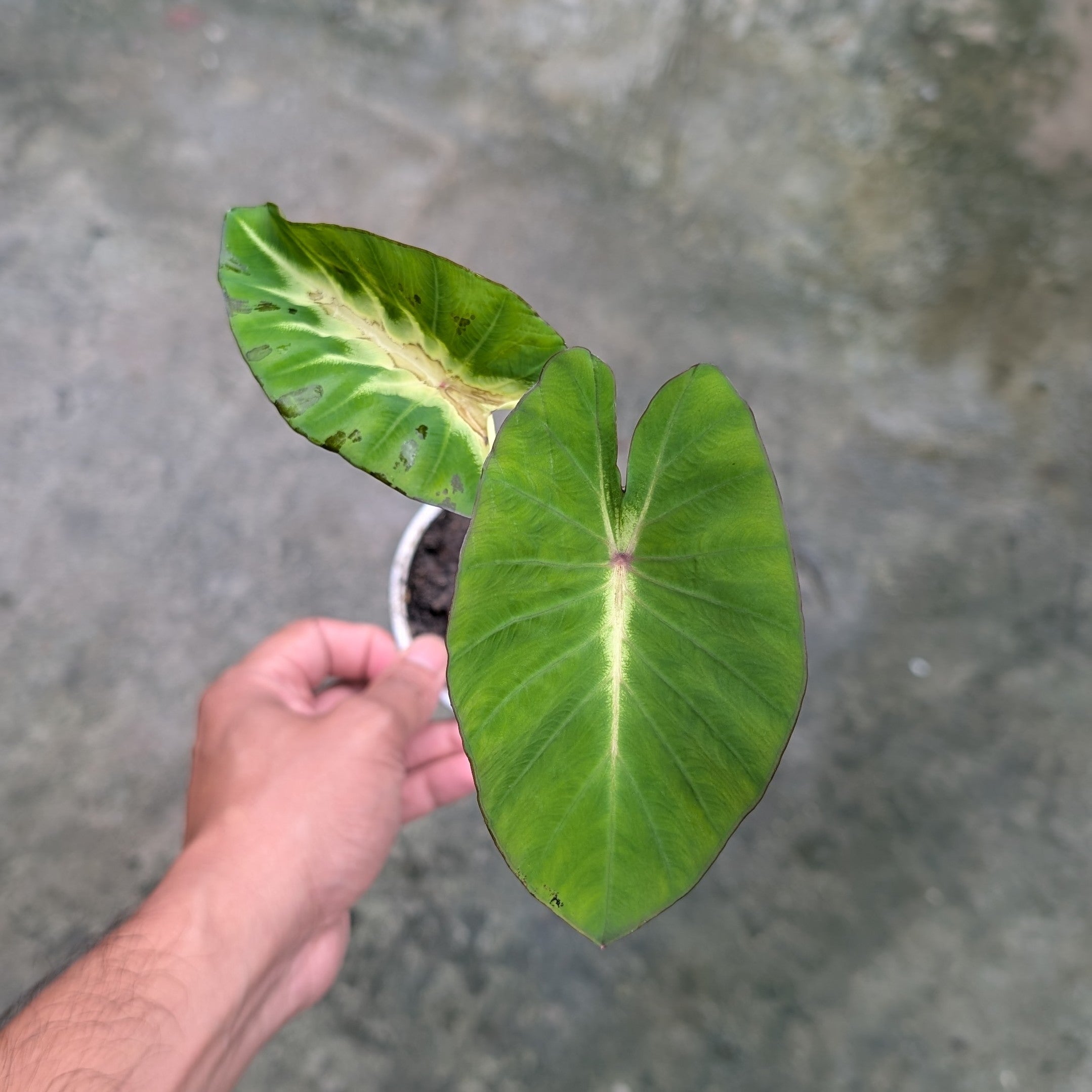 Colocasia Maui Sunrise - Colocasia | Soiled