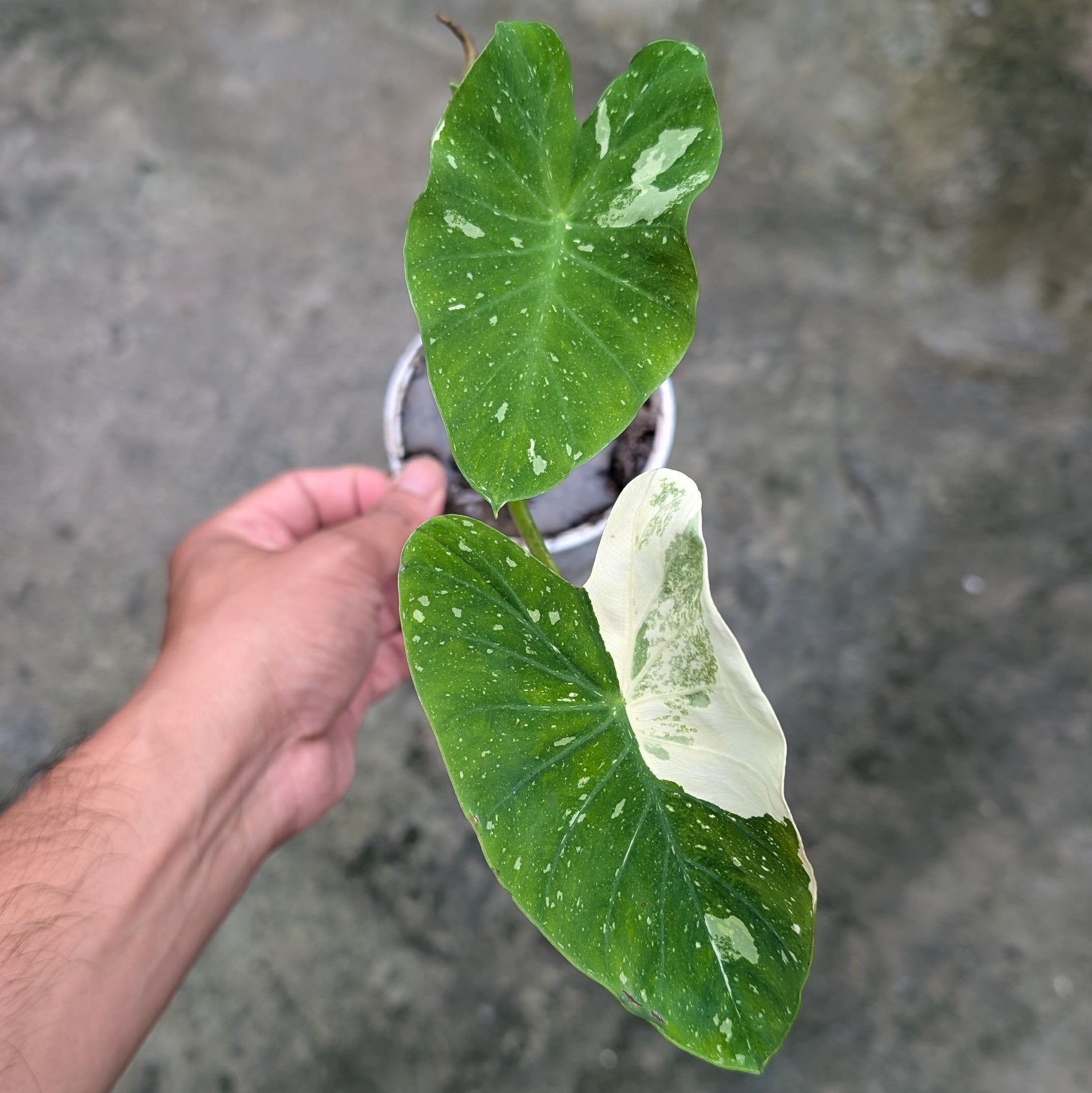 Colocasia Milky Way - Colocasia | Soiled