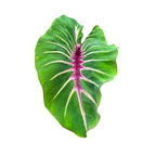 Large green Colocasia 'Papua Manise' leaf with pink central vein on a white background