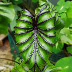 Colocasia Pharaoh’s Mask - Colocasia - Soiled