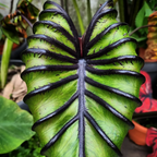 Colocasia Pharaoh’s Mask - Colocasia - Soiled