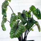 Colocasia Pharaoh’s Mask - Colocasia - Soiled