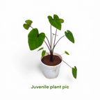 Colocasia Pharaoh’s Mask - Colocasia - Soiled