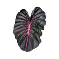 Tropical Colocasia 'Pink Dragon' leaf with pink veins on a white background