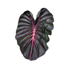 Tropical Colocasia 'Pink Dragon' leaf with pink veins on a white background