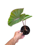 Hand holding a potted Colocasia 'Pink Dragon' plant with large green leaves on a white background