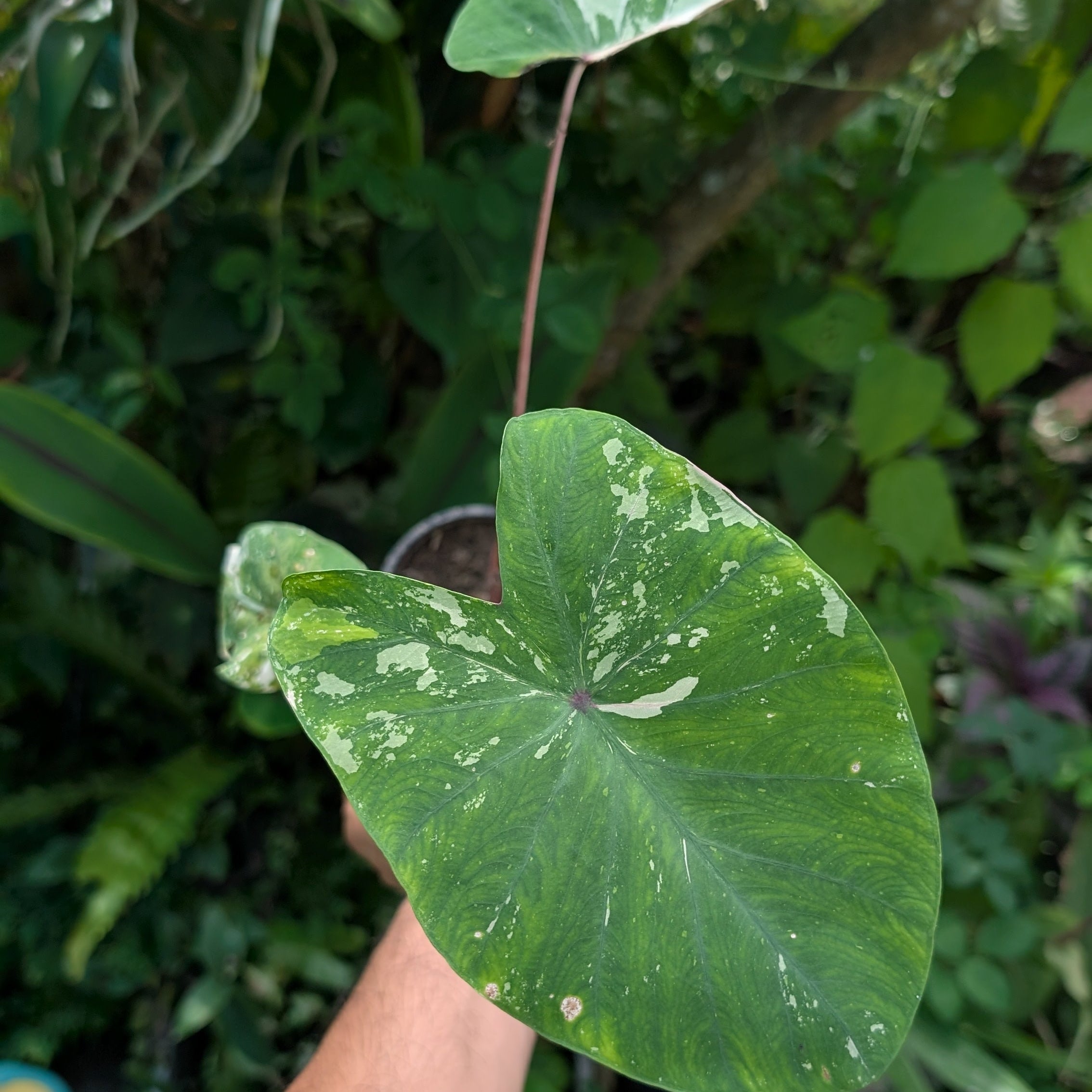 Colocasia 'Pink Sapphire'