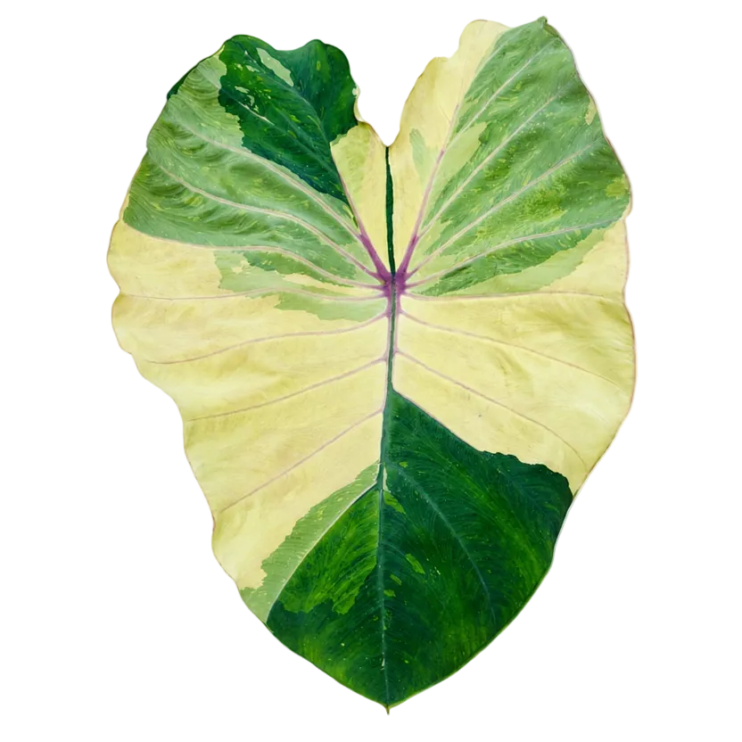 Colocasia 'Pink Sapphire'