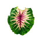 Close-up of a Colocasia 'Siren Sunmoon' leaf with a unique pattern on a white background