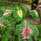 Colorful leafy Colocasia 'Siren Sunmoon' plant in front of a house with trees and garden.