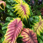 Close-up of colorful leafy plant