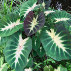 Colocasia Tropical Storm - Colocasia - Soiled