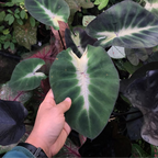Colocasia Tropical Storm - Colocasia - Soiled