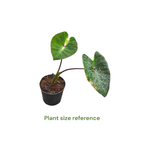 Colocasia Tropical Storm - Colocasia - Soiled