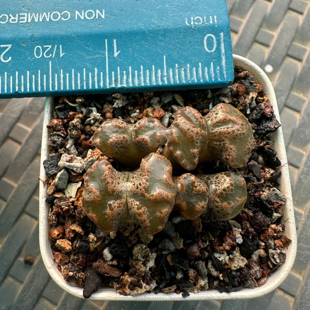 Small succulent plant in a pot with a ruler for scale on a textured surface