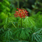 Coralbush (Jatropha Multifida) - Flowering Plant - Soiled
