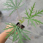 Coralbush (Jatropha Multifida) - Flowering Plant - Soiled
