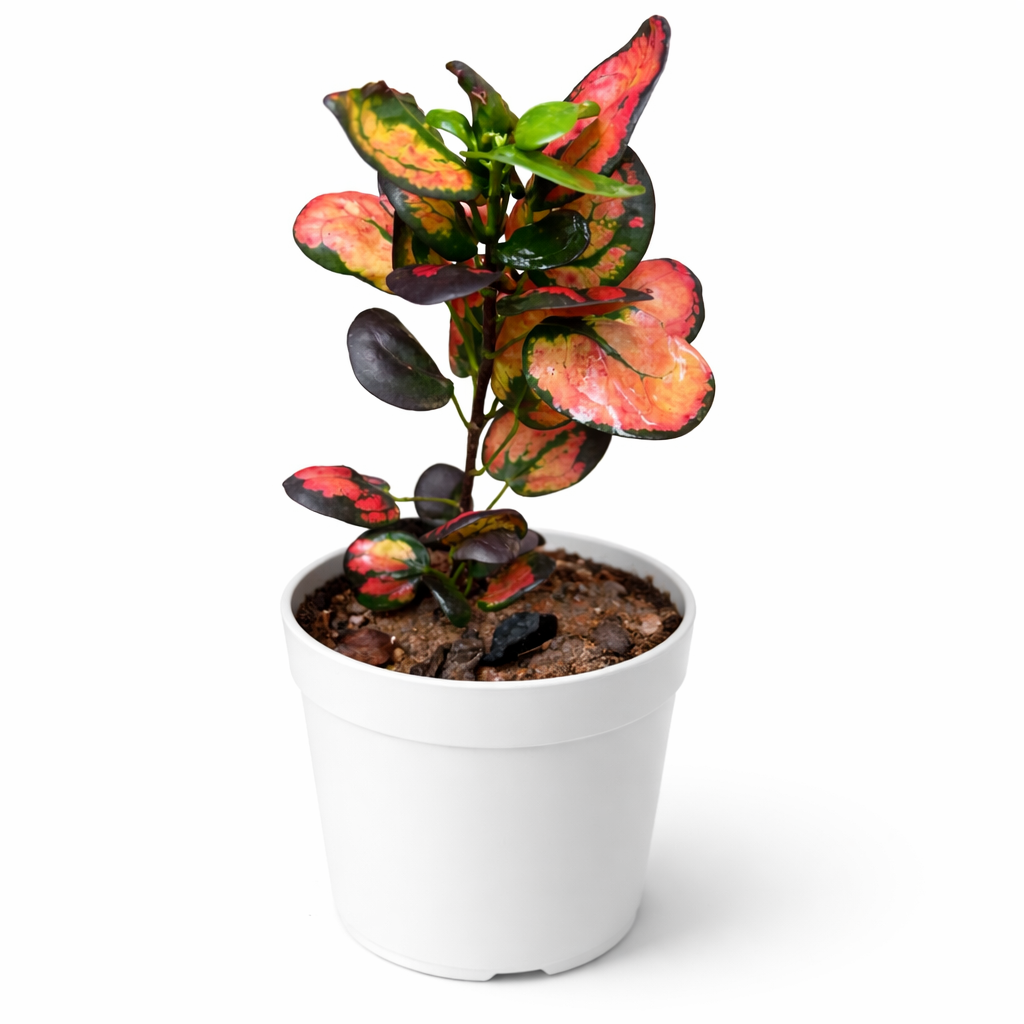 Croton Apple (Codiaeum Variegatum)