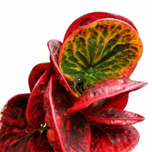 Red and green leafy flower on a white background