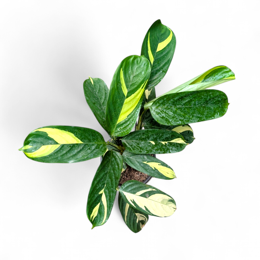 Ctenanthe Pilosa 'Golden Mosaic' - Ctenanthe - Soiled
