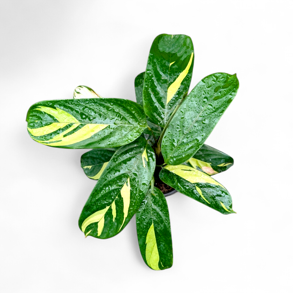 Ctenanthe Pilosa 'Golden Mosaic' - Ctenanthe - Soiled