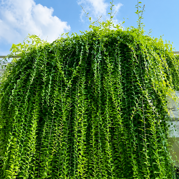 Green climbing plant against a blue sky with white clouds