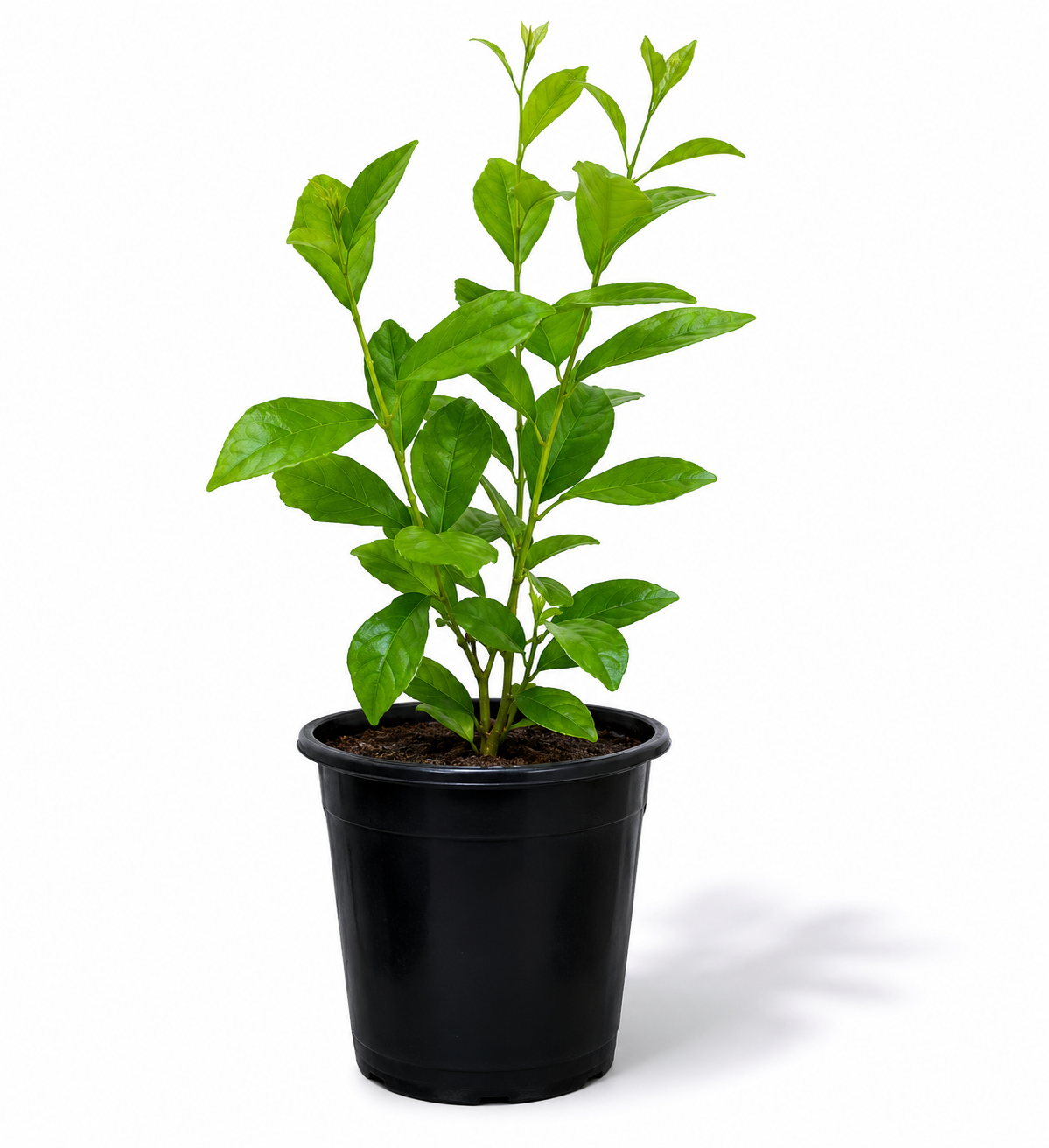 Curtain Creeper Plant (Parda Bel)