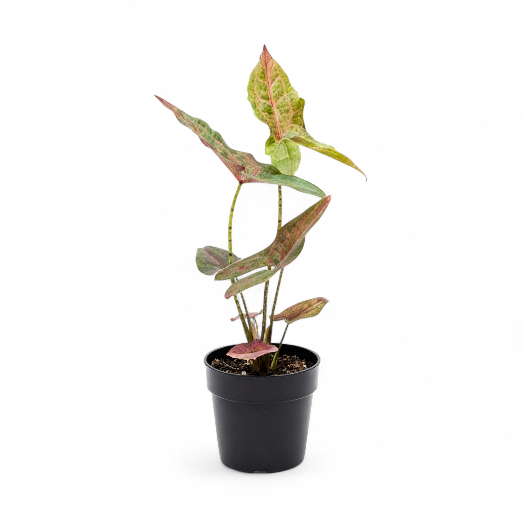 Potted Cyrtosperma Johnstonii plant with green and pink leaves on a white background