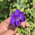 Dark Blue Aparajita Flower Seeds (Clitoria Ternatea) - Seed - Soiled