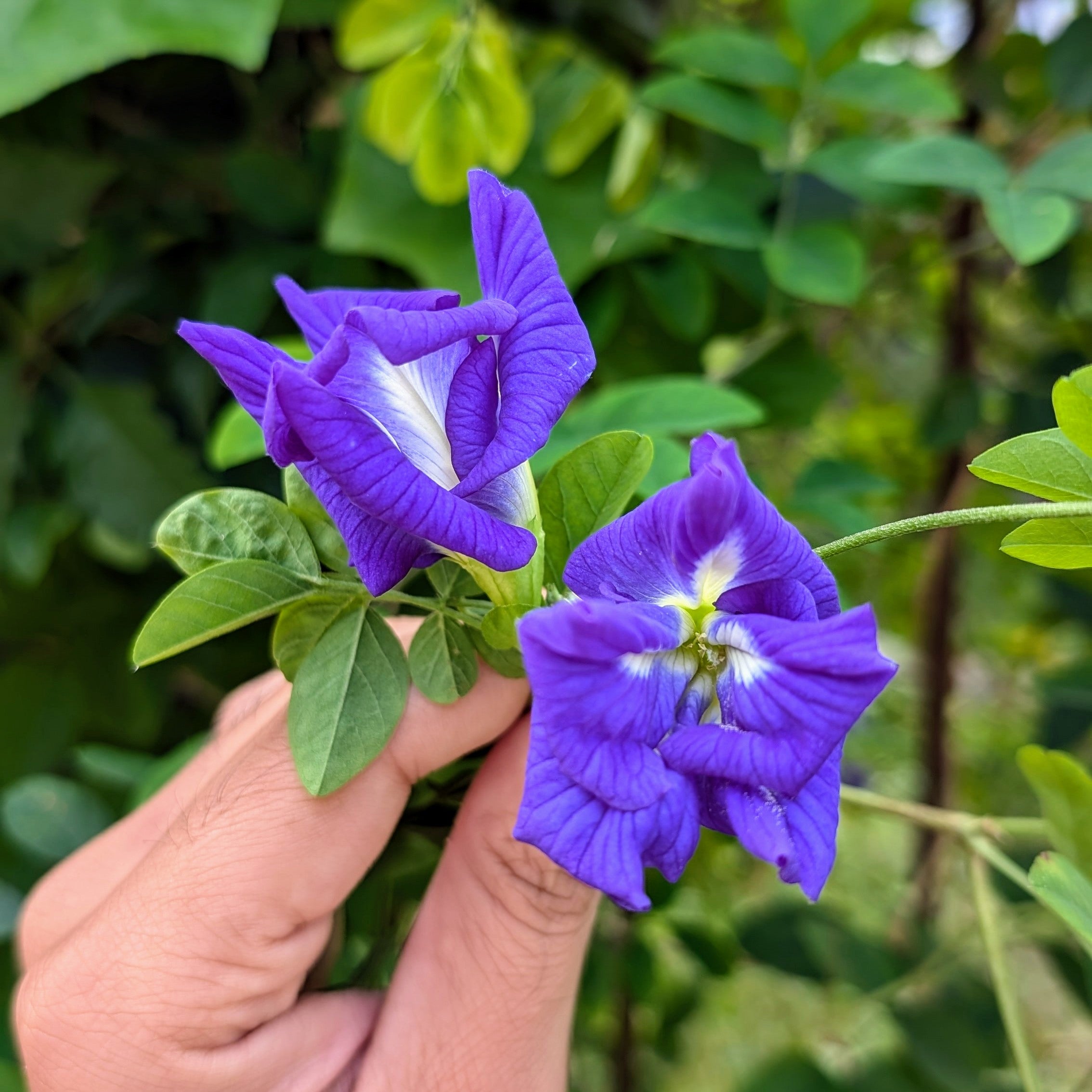 Dark Blue Aparajita Flower Seeds (Clitoria Ternatea) - Seed - Soiled