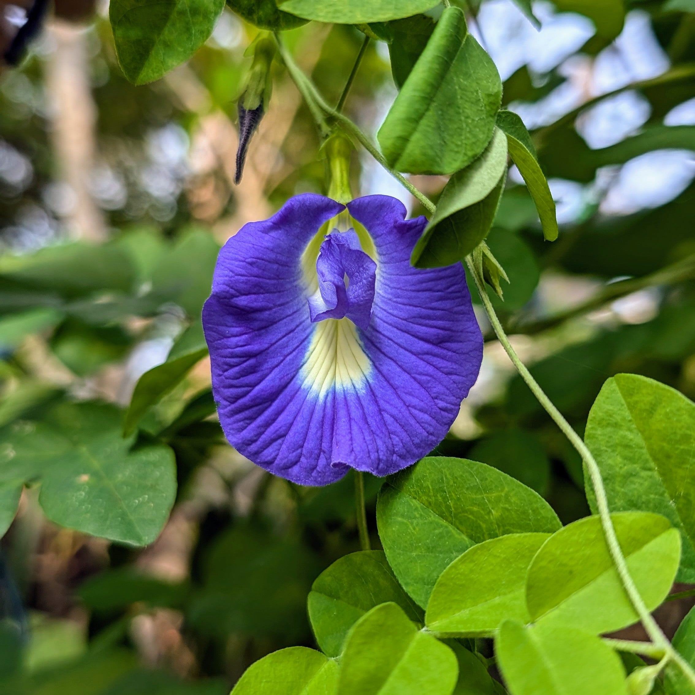Dark Blue Aparajita Flower Seeds (Clitoria Ternatea) - Seed - Soiled