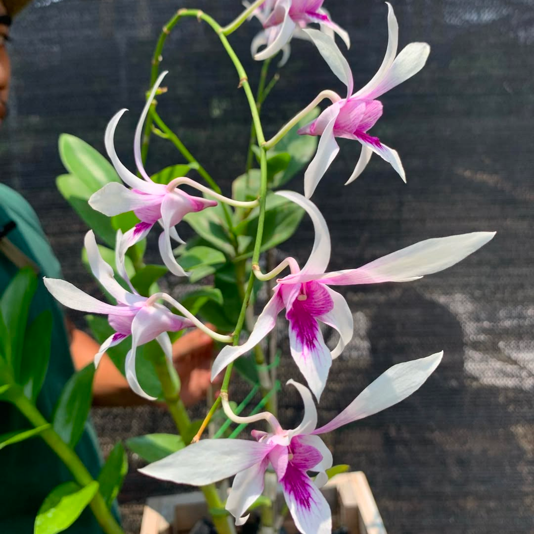 Dendrobium Caesar Chaid